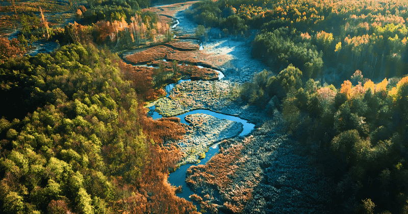 An expansive aerial view of a serene, marshy landscape, showcasing a winding waterway surrounded by dense, vibrant forests transitioning between green and autumnal hues. This captivating landscape embodies the essence of Living Tao: A Journey of Collective Awakening and Profound Transformation, symbolizing the harmonious flow of life, the beauty of change, and the interconnectedness of all living things.