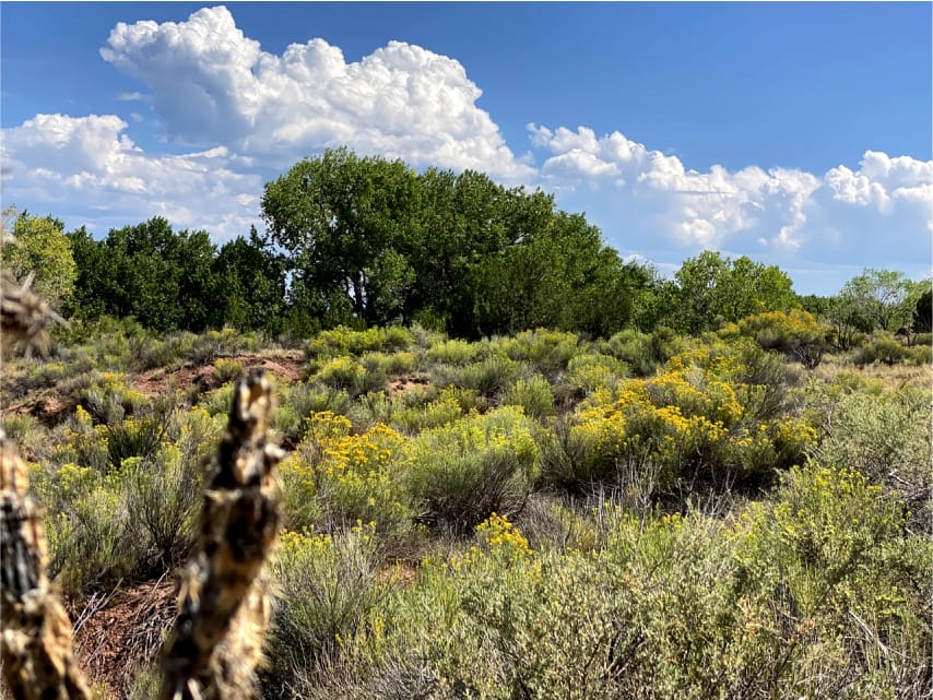 A large field of plants and trees under a cloudy blue sky.